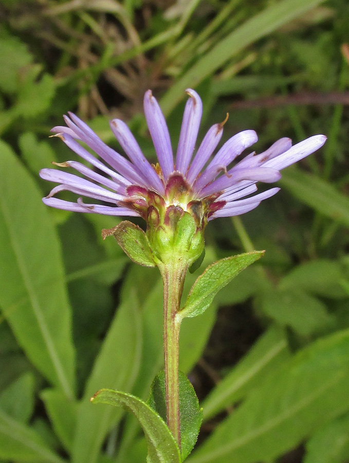 Image of Aster maackii specimen.