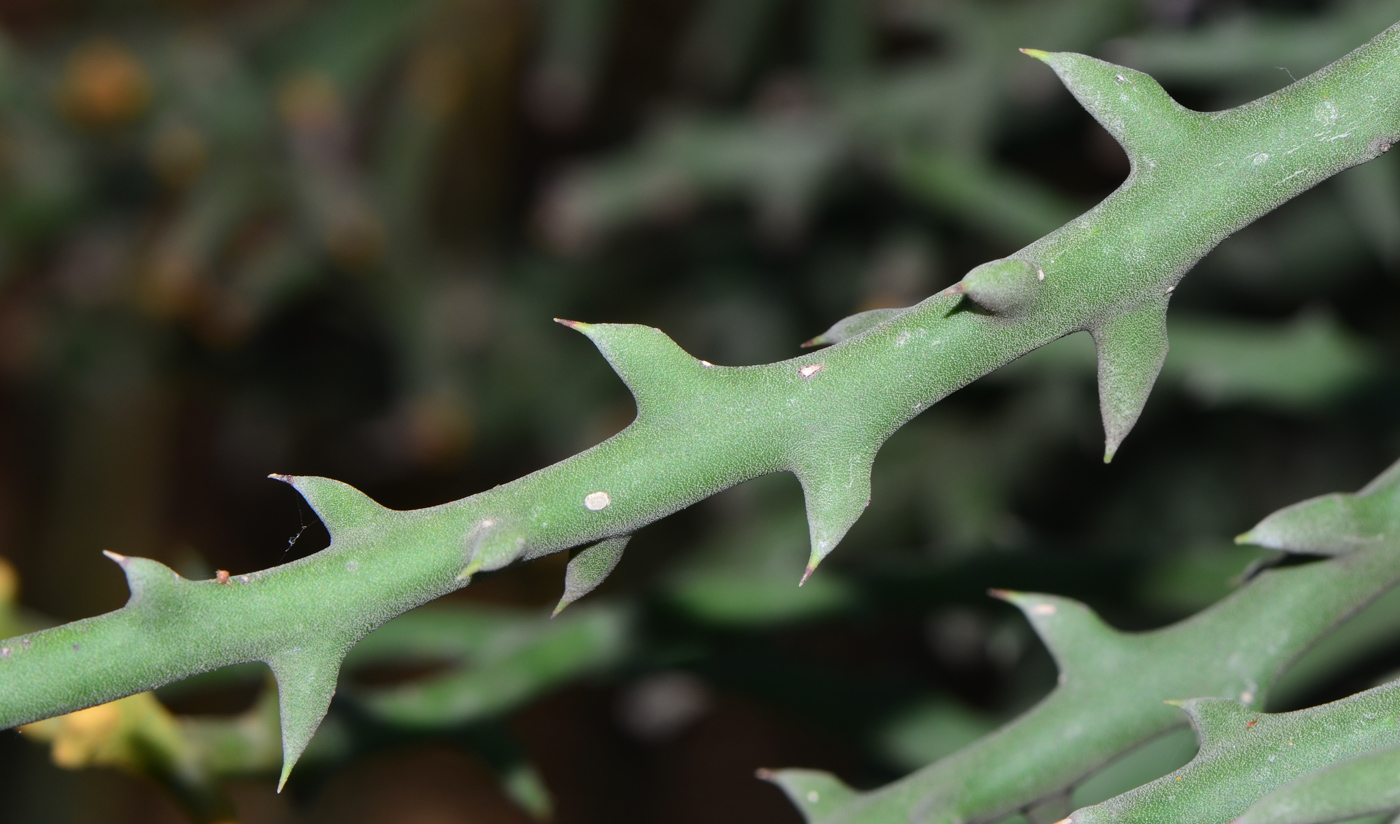 Изображение особи Euphorbia stenoclada.