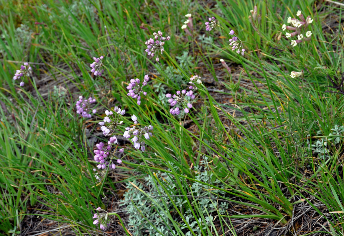 Image of Allium rubens specimen.