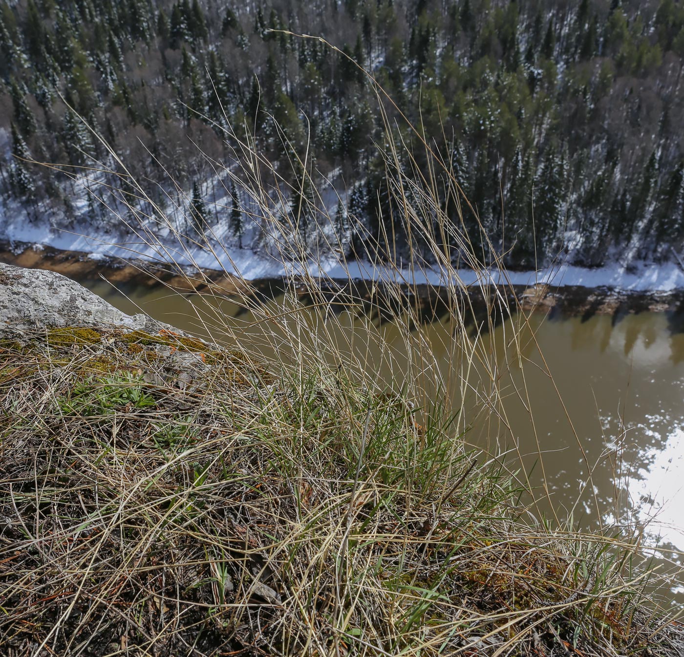 Image of Elytrigia reflexiaristata specimen.