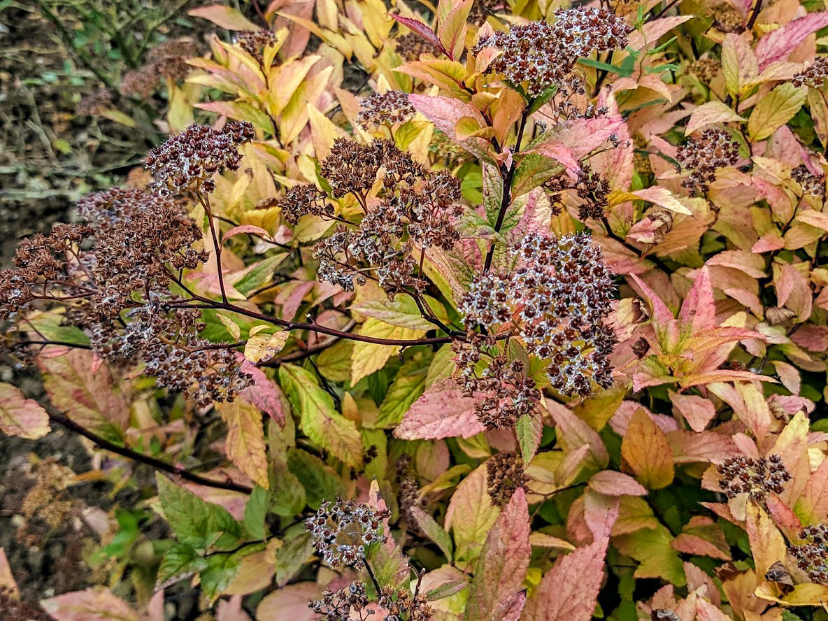 Image of Spiraea japonica specimen.