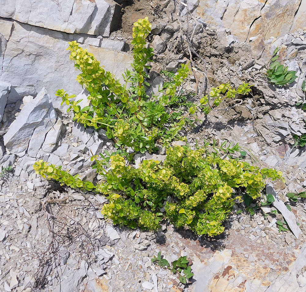 Изображение особи Cruciata coronata.