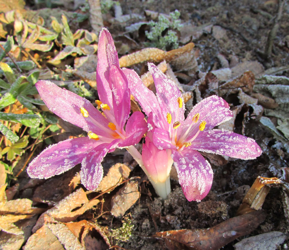 Image of Colchicum cilicicum specimen.