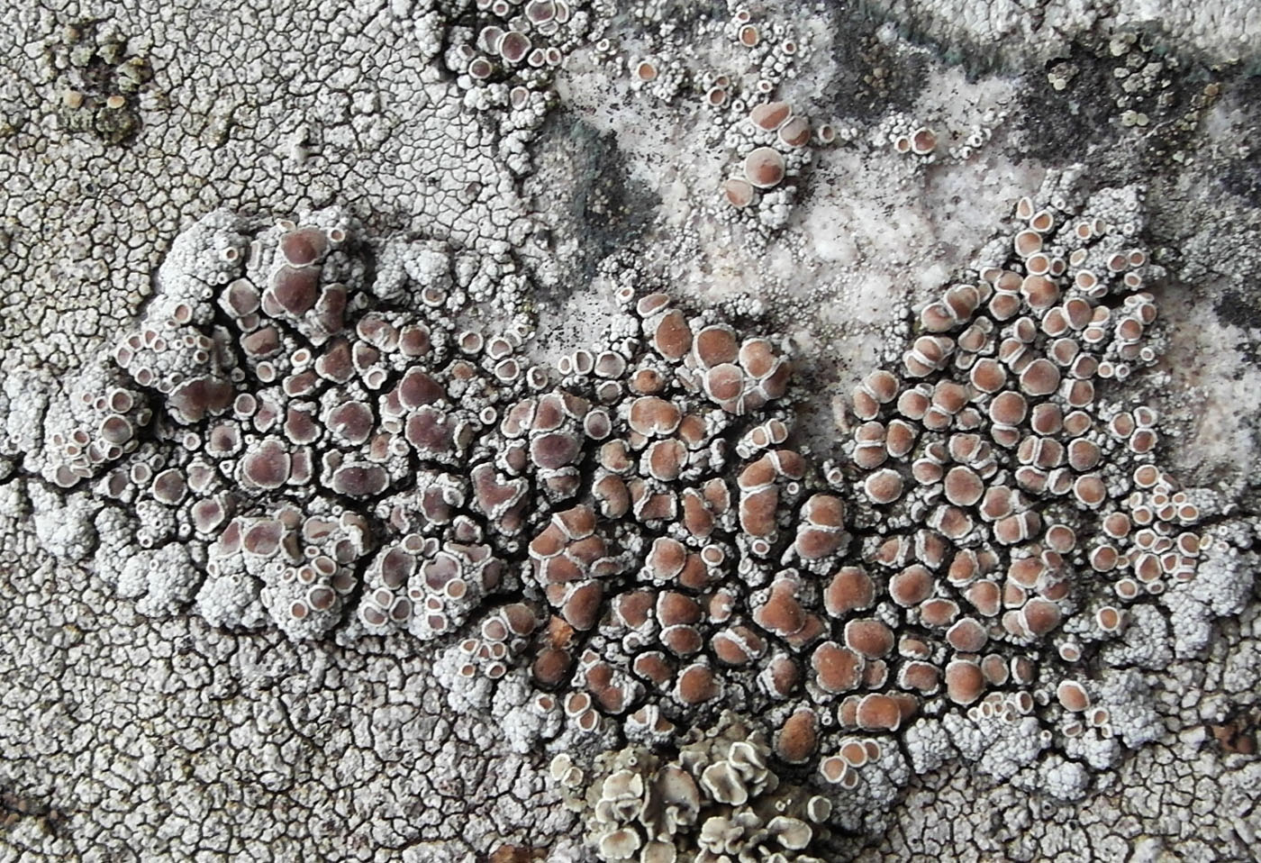 Image of Lecanora cenisia specimen.