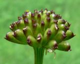 Trollius europaeus. Незрелый плод. Свердловская обл., окр. г. Североуральск, луг на берегу р. Вагран. 15.06.2010.