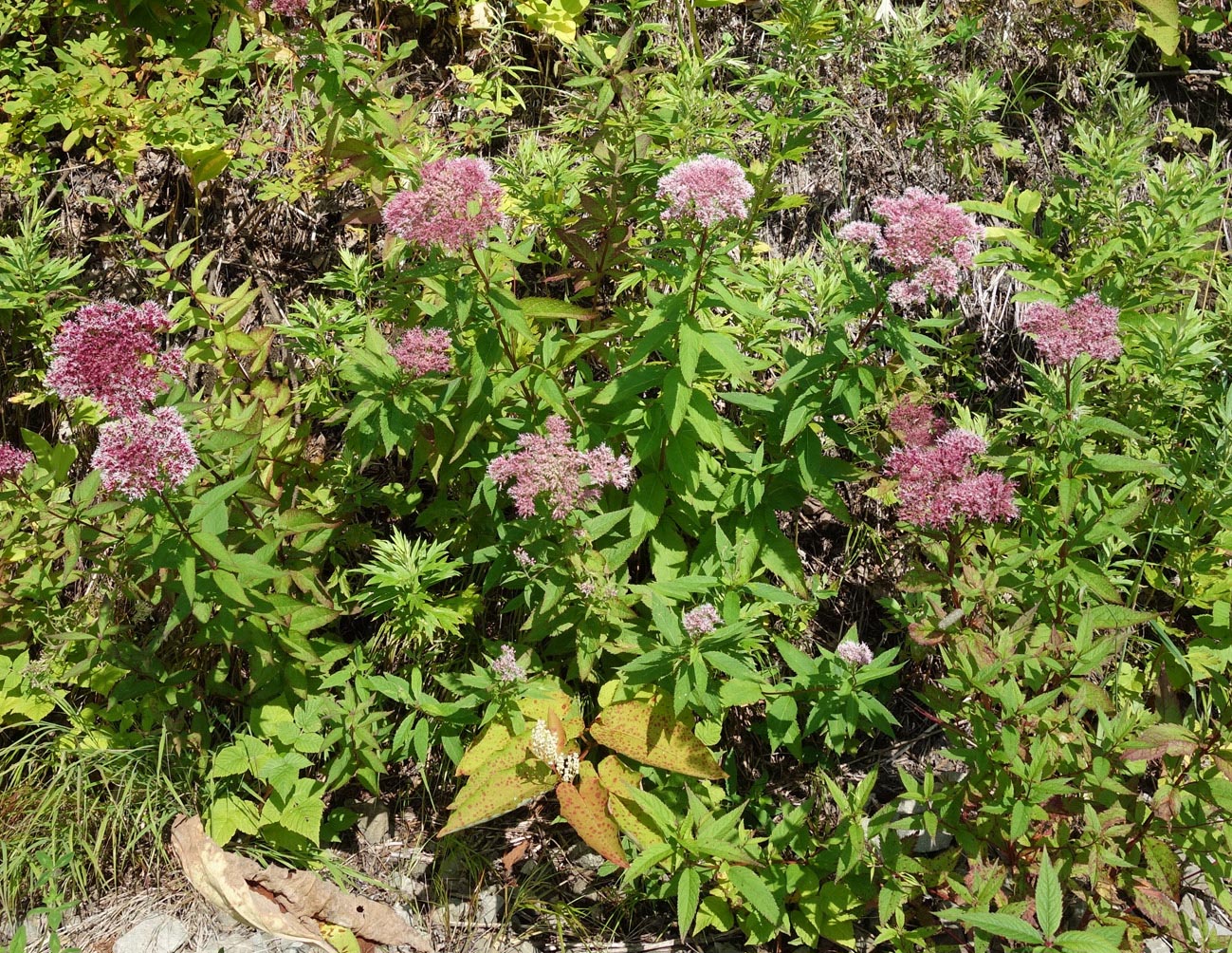 Изображение особи Eupatorium glehnii.