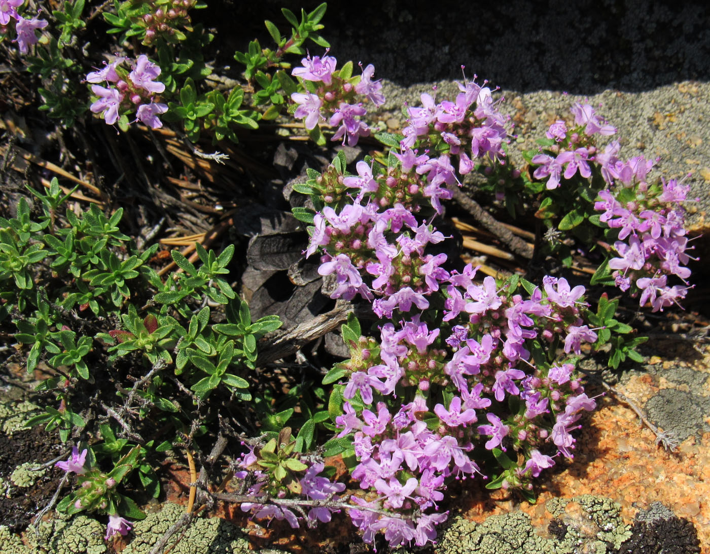 Изображение особи род Thymus.