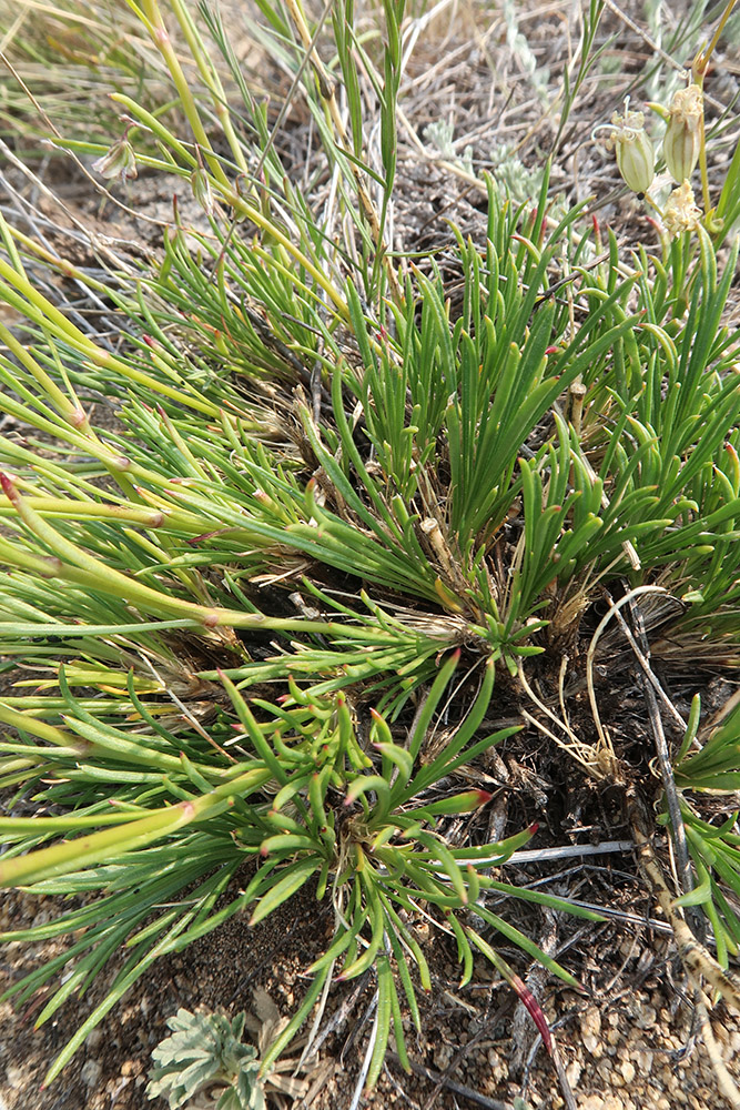 Image of Silene turczaninovii specimen.