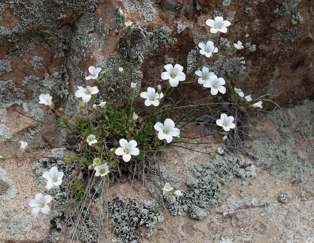 Image of Minuartia kryloviana specimen.