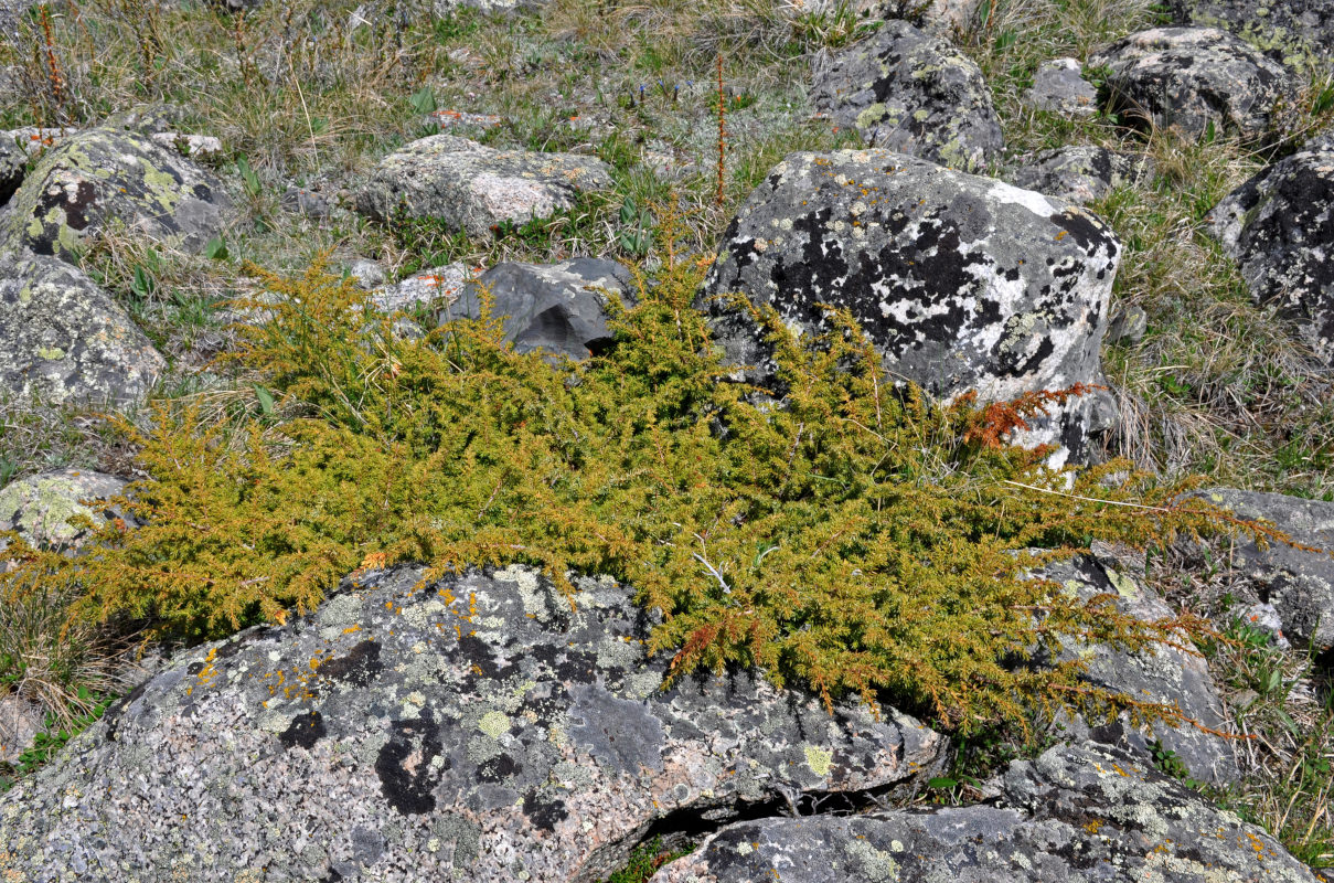 Image of Juniperus sibirica specimen.