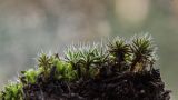 Polytrichum piliferum