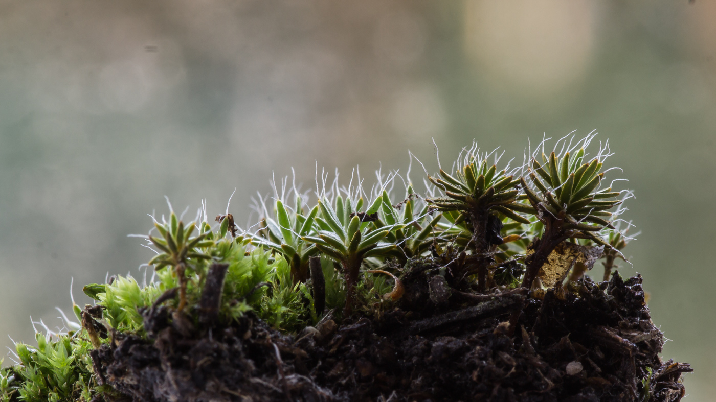 Изображение особи Polytrichum piliferum.