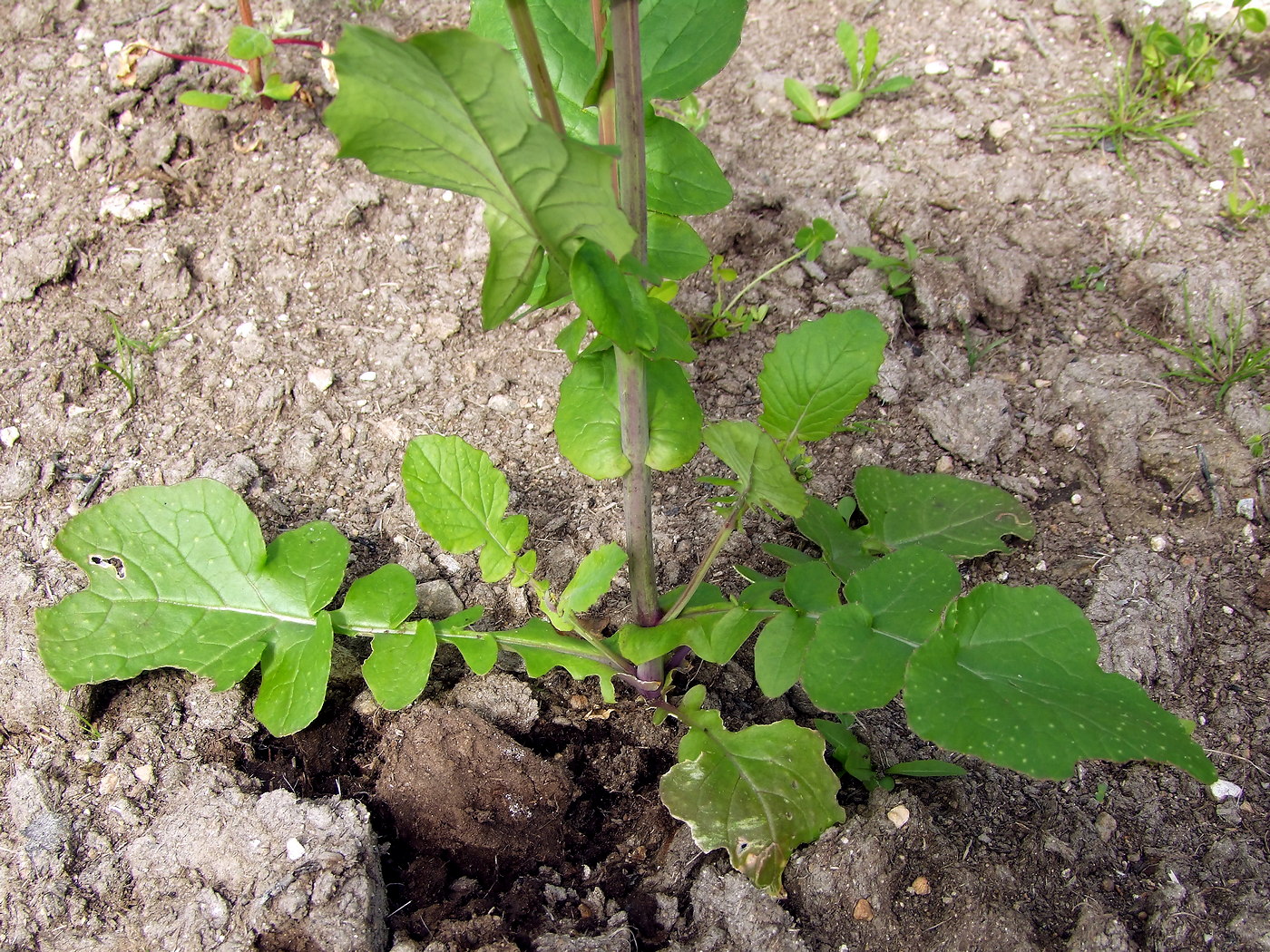 Изображение особи Brassica campestris.