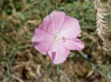 Convolvulus pseudocantabrica. Цветок. Кыргызстан, Чуйская обл., окр. г. Бишкек восточнее с. Орто-Сай, предгорье, склон холма. 04.06.2019.