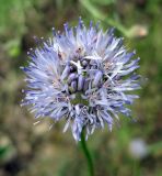 Jasione montana