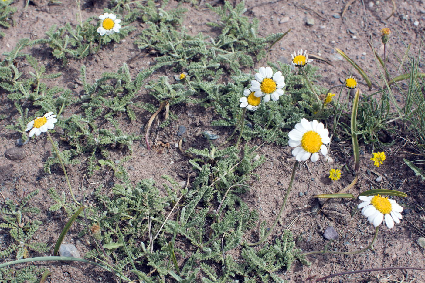 Image of Richteria pyrethroides specimen.