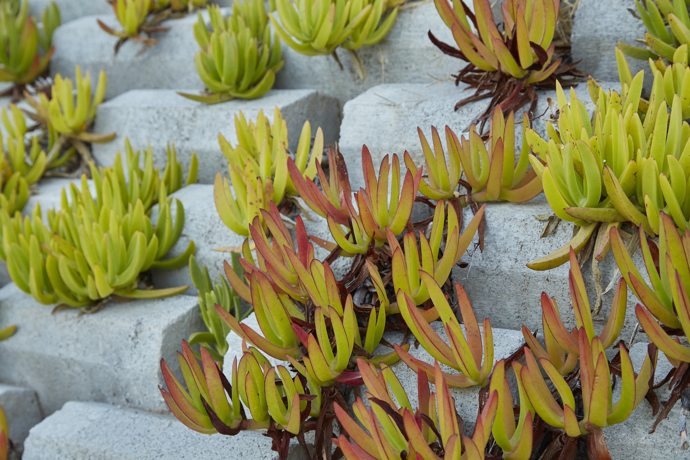 Image of Carpobrotus edulis specimen.