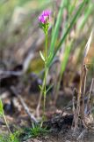 Centaurium littorale. Цветущее растение. Ленинградская обл., Кингисеппский р-н, окр. дер. Урмизно, побережье Финского залива, заросли тростника (Phragmites australis) на песке. 31.08.2019.