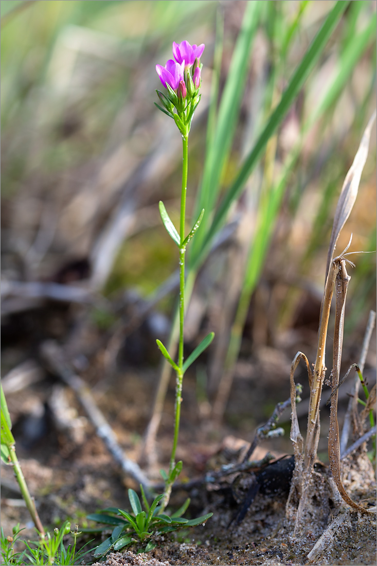 Image of Centaurium littorale specimen.