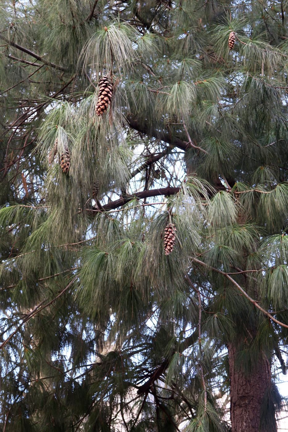 Изображение особи Pinus strobus.