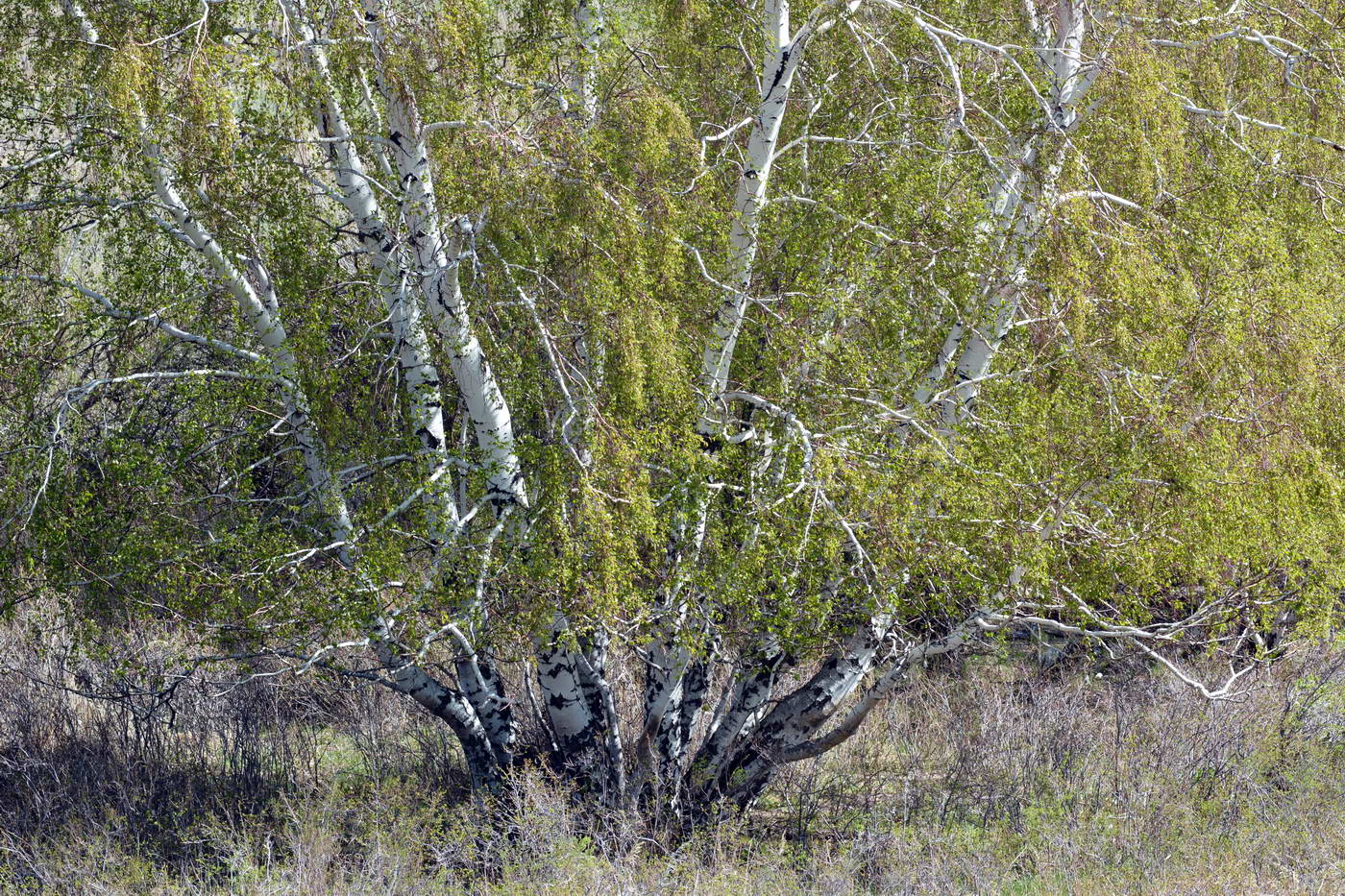 Image of Betula pendula specimen.