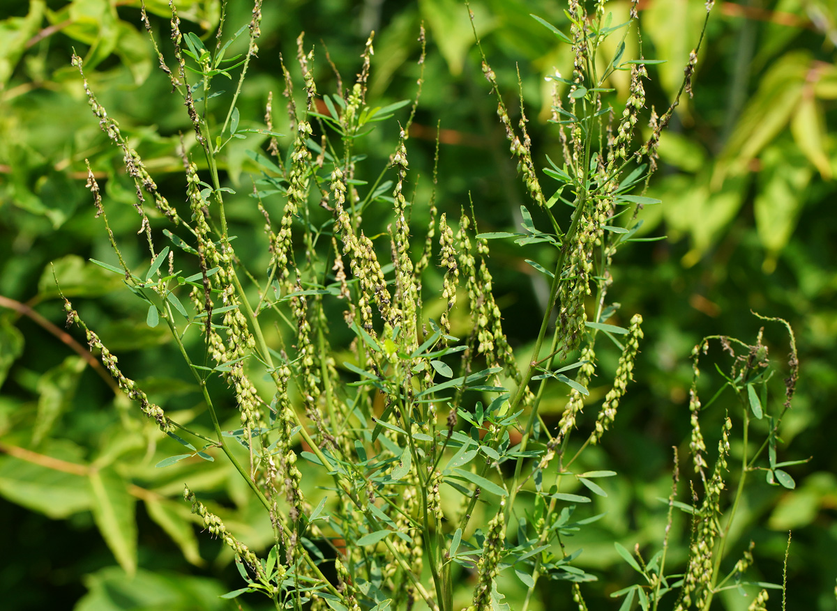 Изображение особи Melilotus albus.