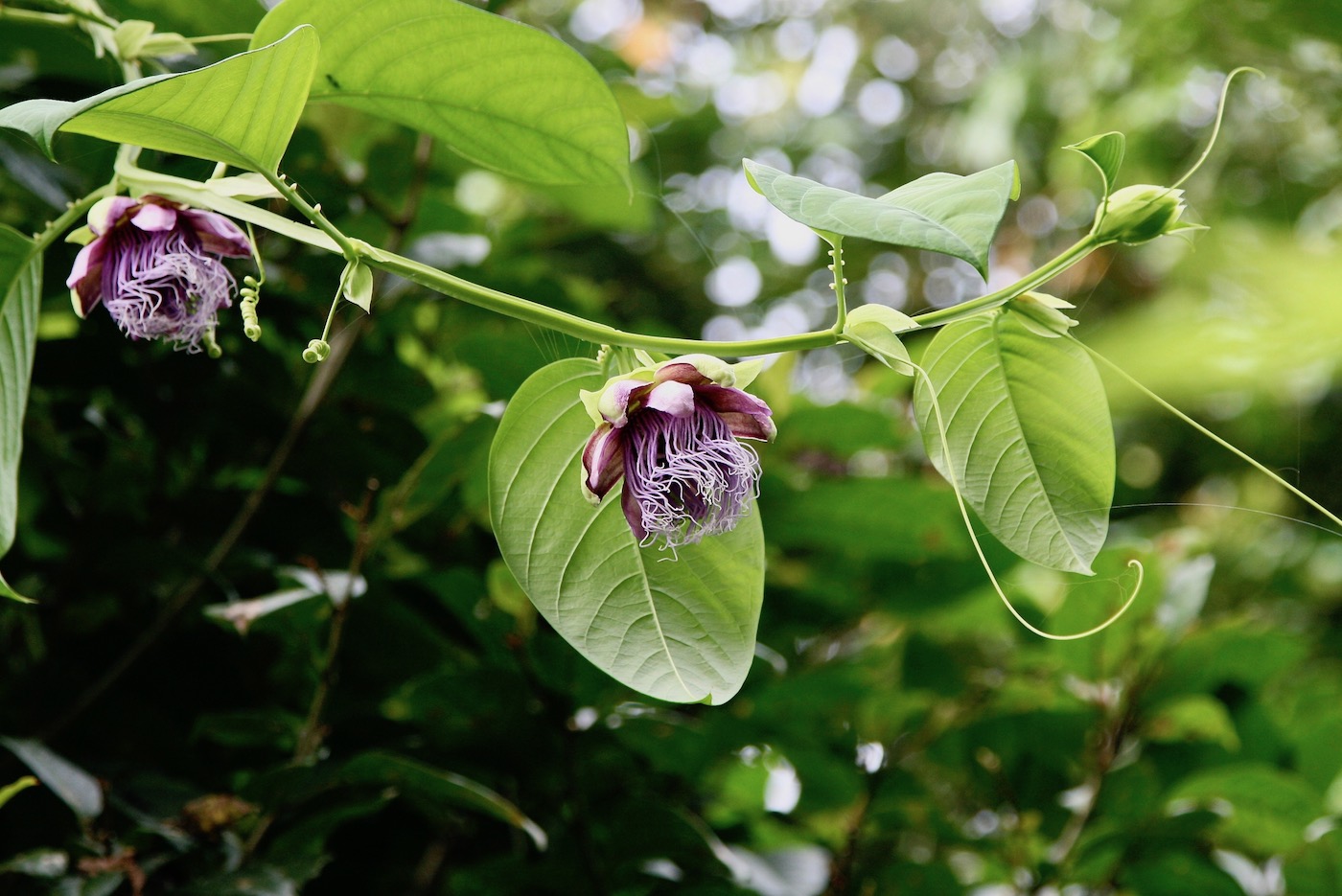 Изображение особи Passiflora quadrangularis.