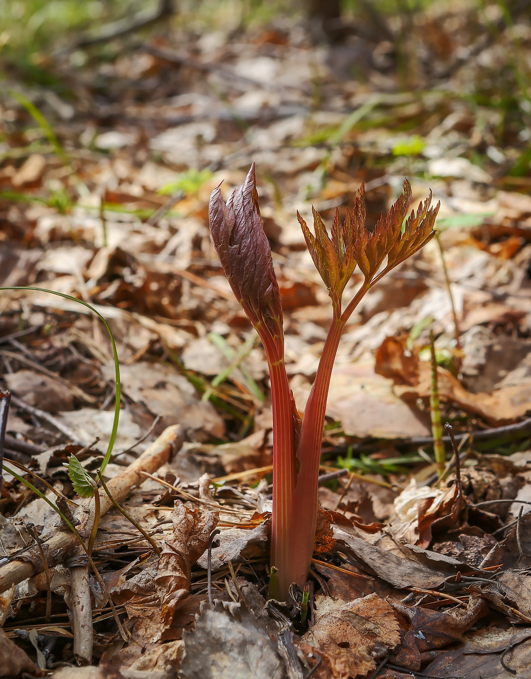 Изображение особи Pleurospermum uralense.