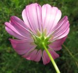 Cosmos bipinnatus