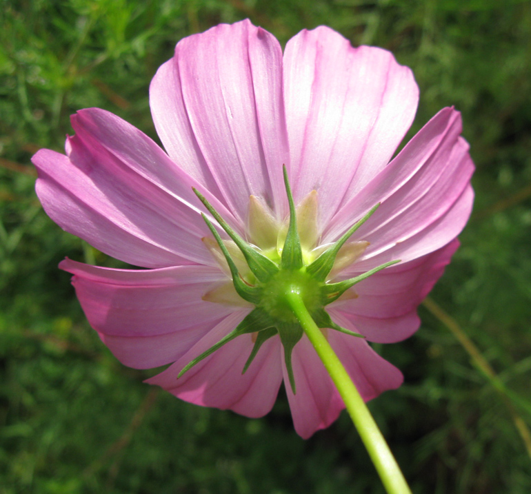 Изображение особи Cosmos bipinnatus.