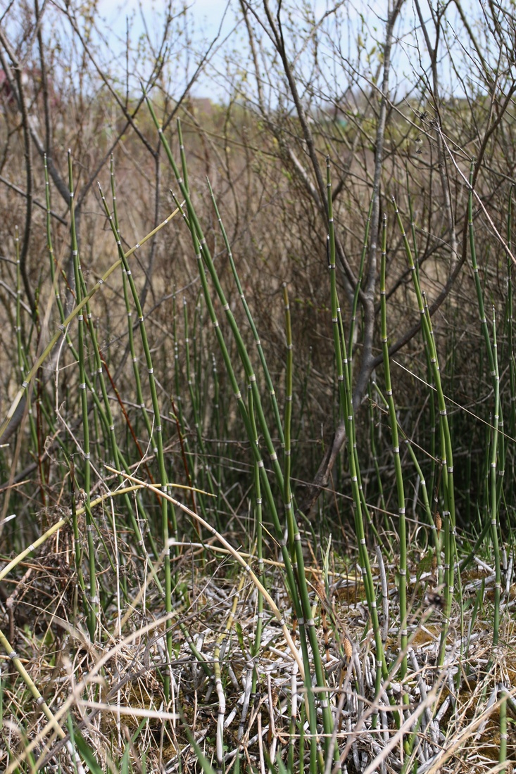 Изображение особи Equisetum hyemale.