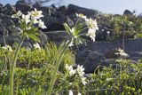 Anemonastrum biarmiense