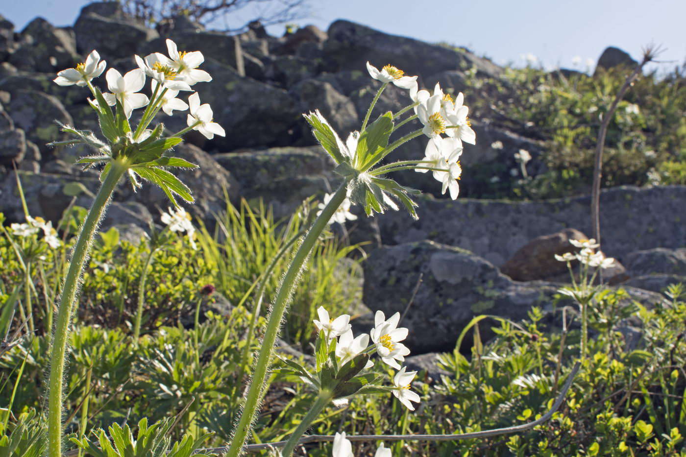 Image of Anemonastrum biarmiense specimen.