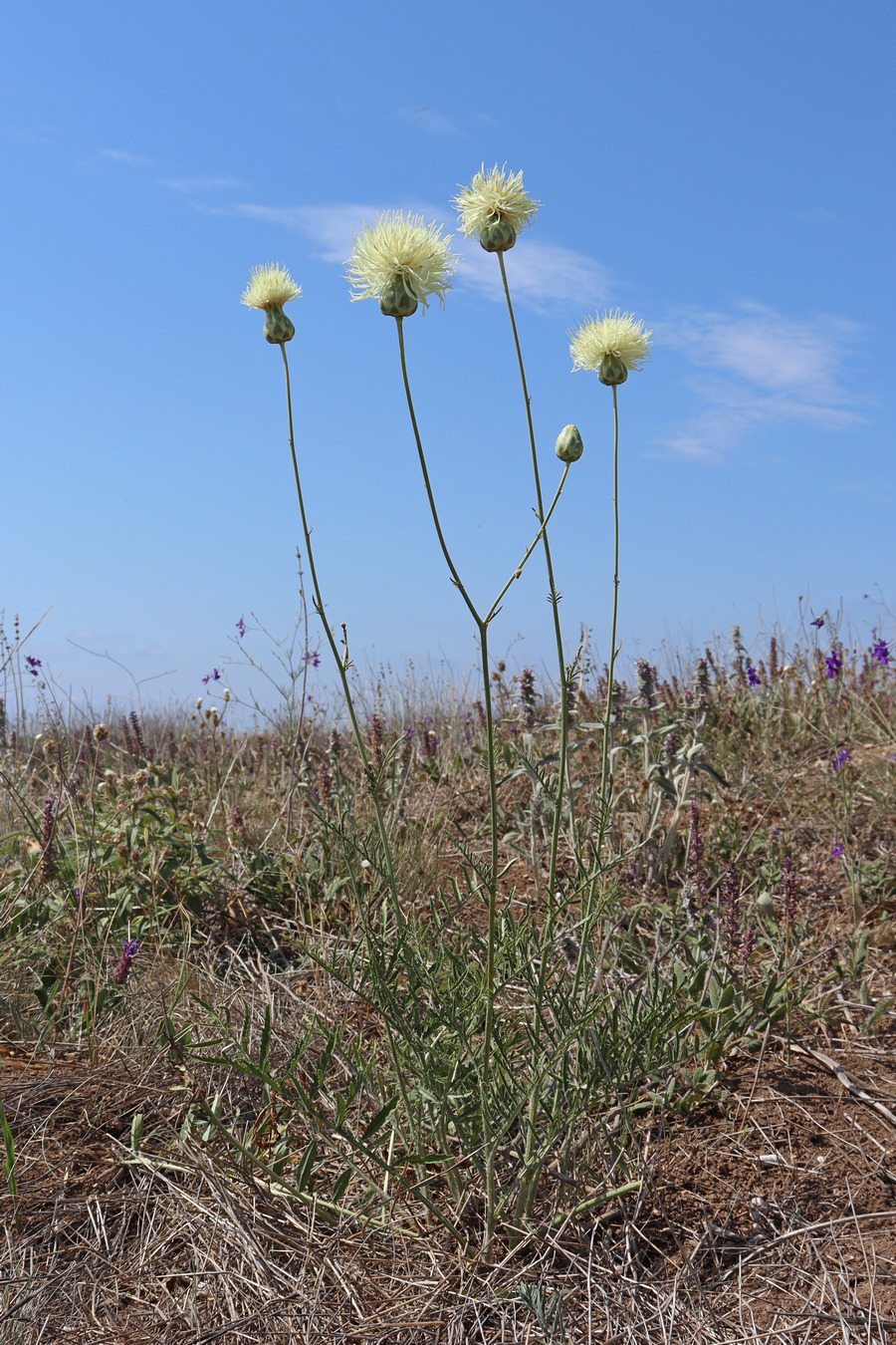 Изображение особи Rhaponticoides taliewii.