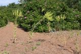 Isatis tinctoria. Плодоносящие растения с незрелыми плодами на фоне цветущих Rosa rugosa. Ленинградская обл., Ломоносовский р-н, окр. Шепелёвского маяка; п-ов Каравалдай, валунно-песчаный берег Финского залива, верхняя часть гравийно-песчаного берегового вала. 24.06.2020.