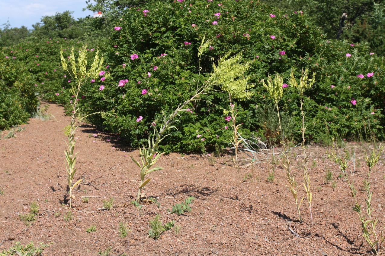 Image of Isatis tinctoria specimen.