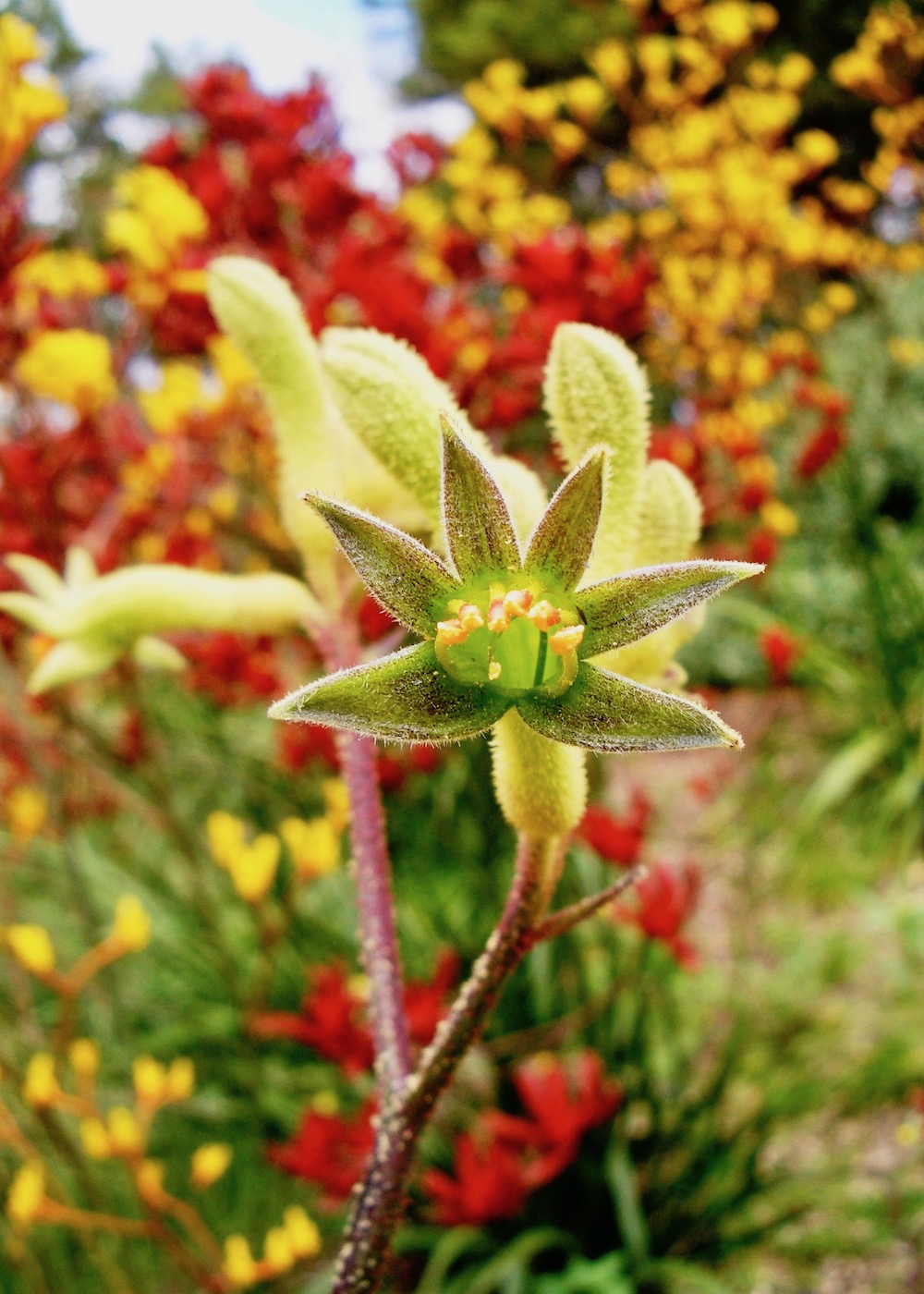 Изображение особи Anigozanthos flavidus.