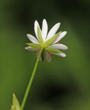 Stellaria graminea