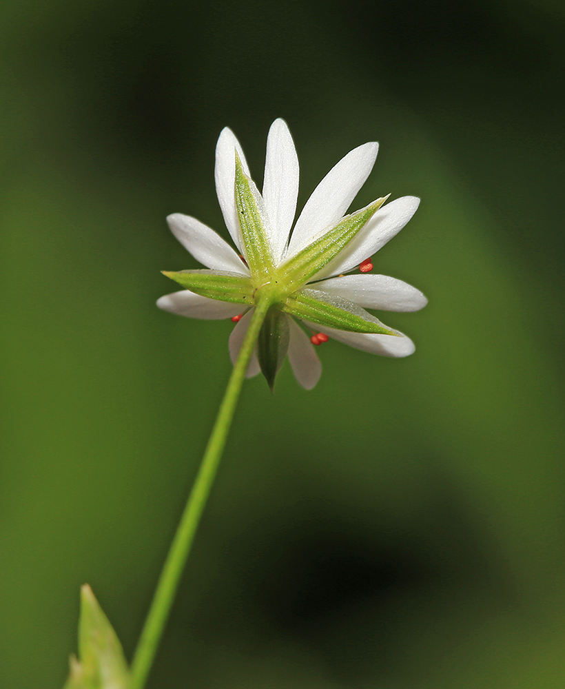 Изображение особи Stellaria graminea.