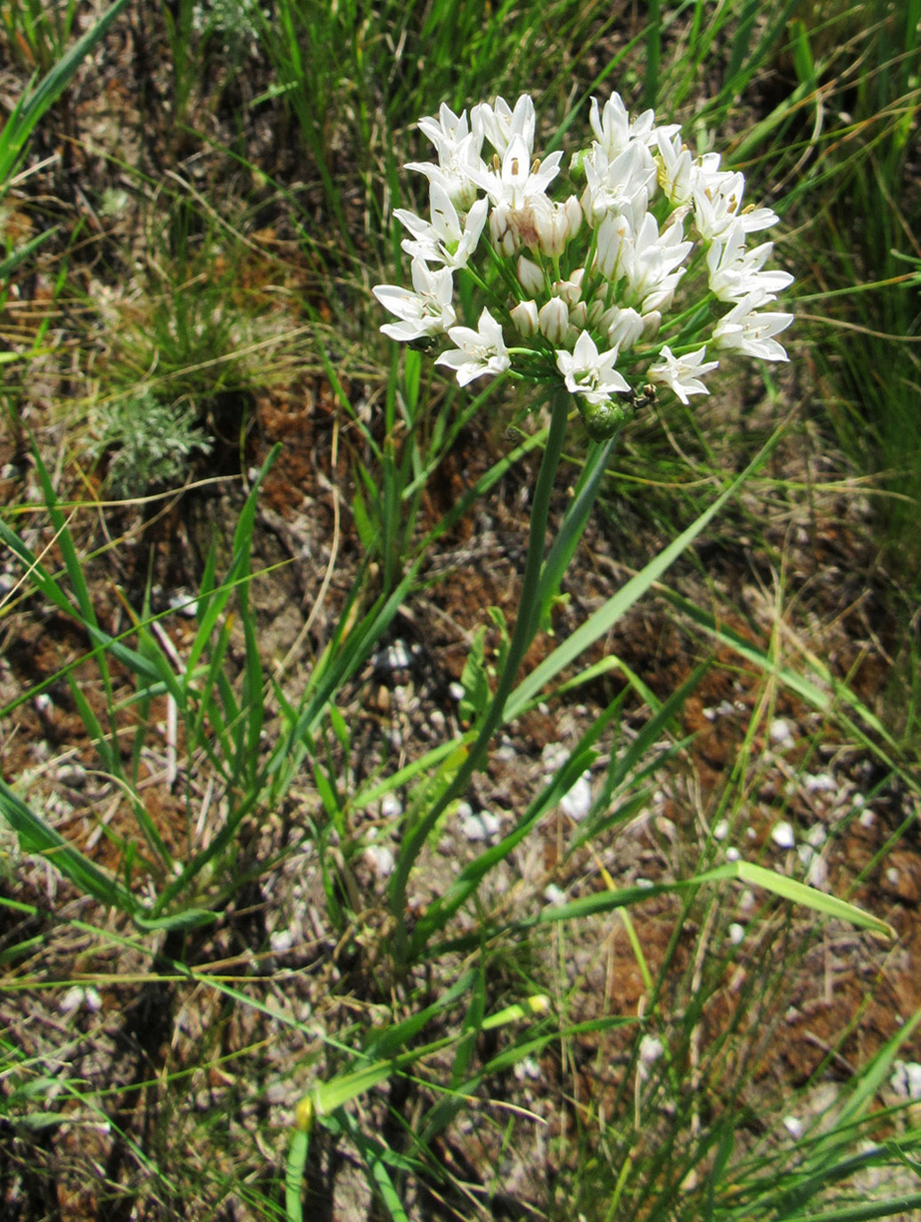 Image of Allium ramosum specimen.