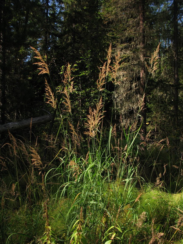 Изображение особи Calamagrostis langsdorffii.