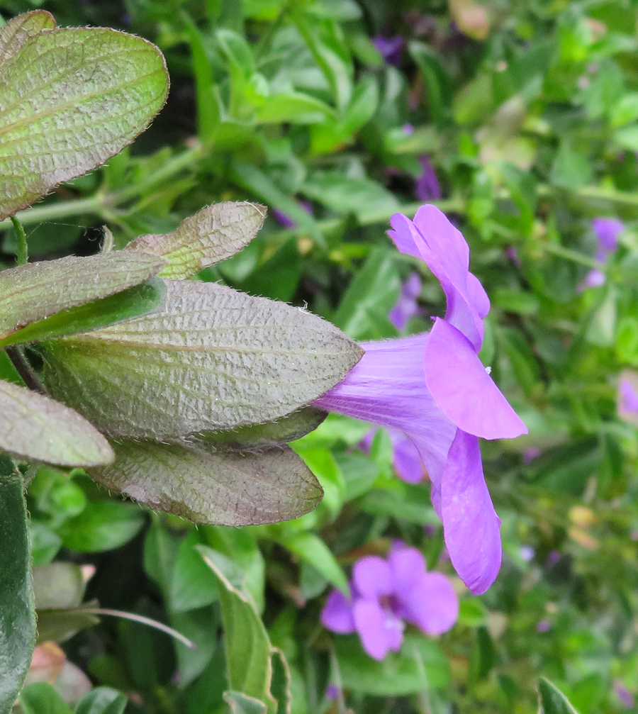 Image of genus Barleria specimen.