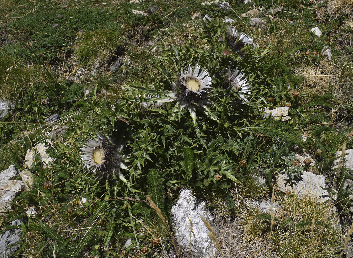 Image of Carlina acaulis ssp. caulescens specimen.