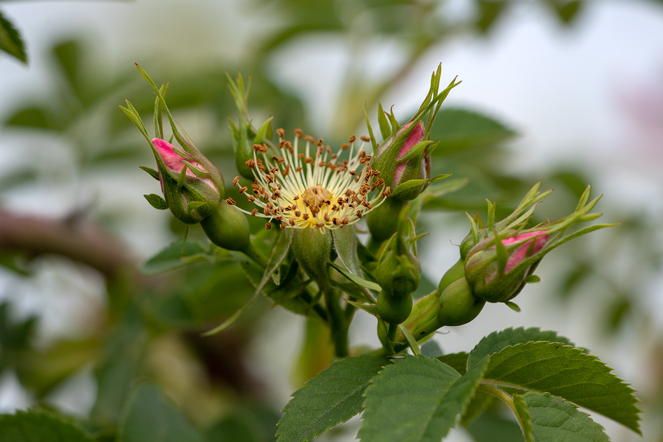 Image of genus Rosa specimen.