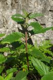 Nepeta cataria