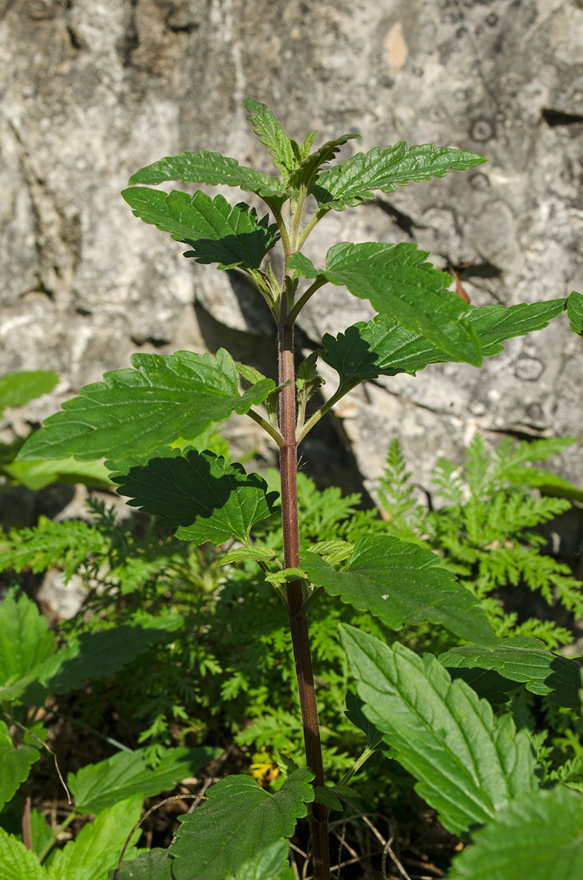 Изображение особи Nepeta cataria.