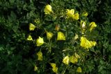 Oenothera glazioviana