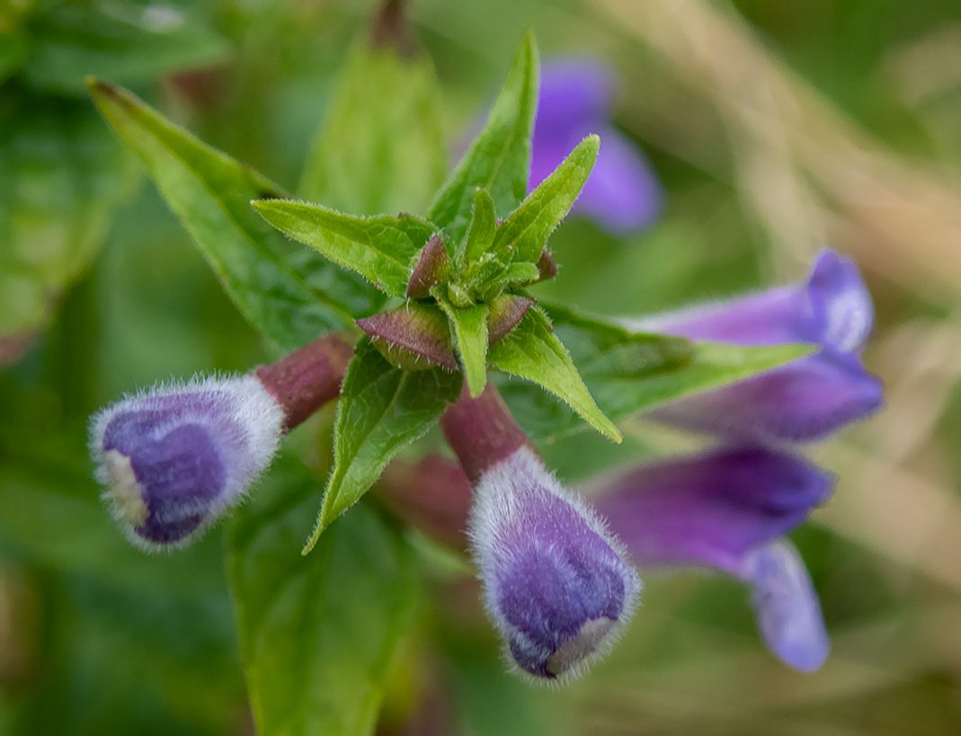 Изображение особи Scutellaria galericulata.