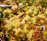 genus Sphagnum