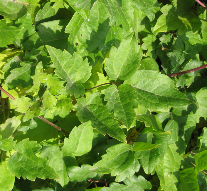Image of Clematis vitalba specimen.